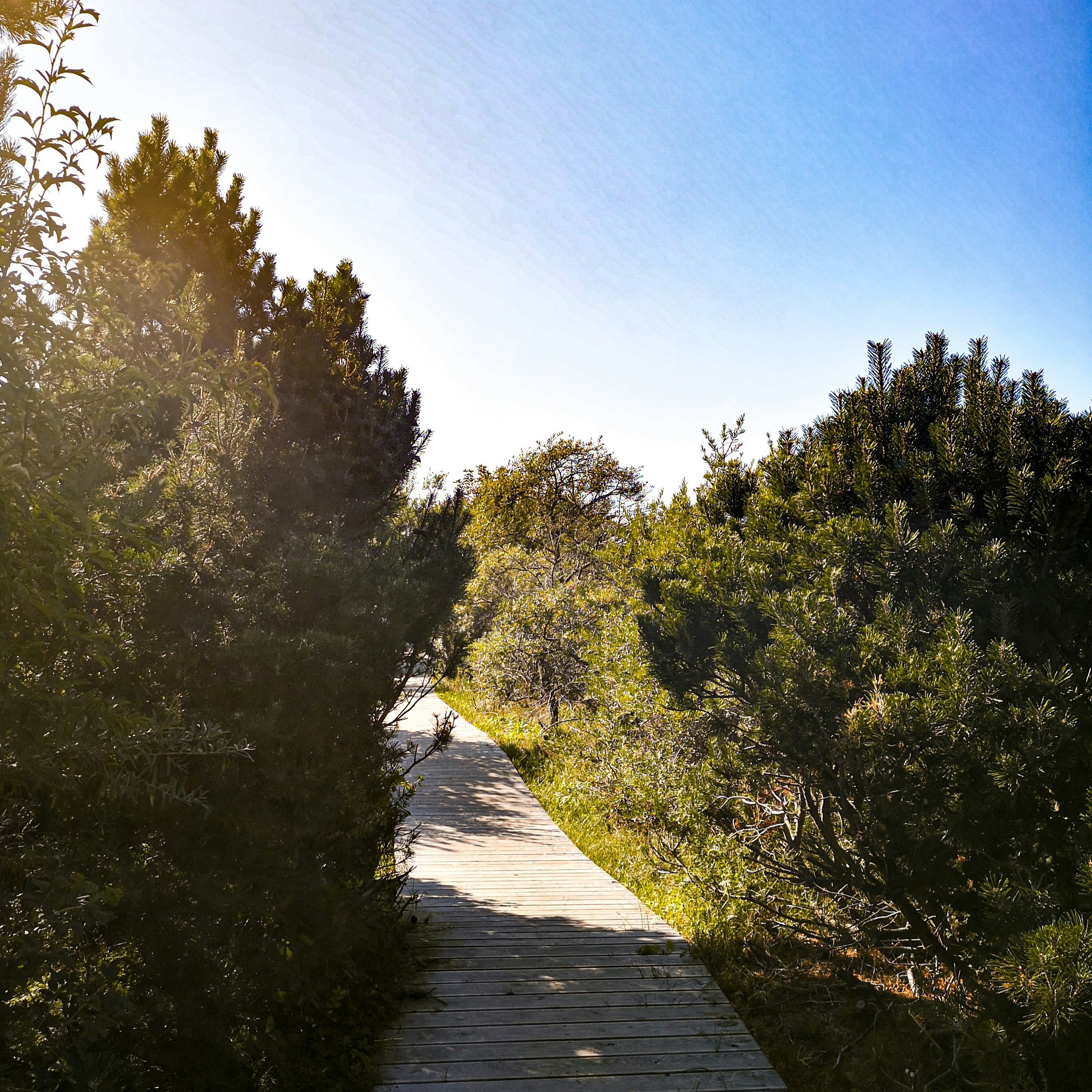 Palanga